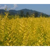 丁香.連翹.水蠟.衛(wèi)矛.塘棋.三角楓.梧桐