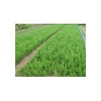 山西天之藍(lán)苗圃 核桃苗 白皮松 國(guó)槐 刺槐 側(cè)柏