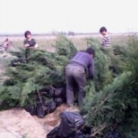 供應山西側(cè)柏苗 供應1米側(cè)柏苗 出售側(cè)柏苗 出售1米側(cè)柏苗
