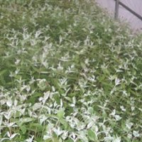 供應(yīng)鄧恩桉苗 鄧恩桉樹苗 耐寒桉樹苗 鄧恩桉苗 鄧恩桉種子