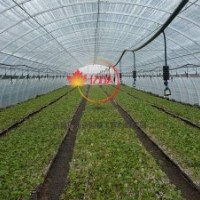 美國紅楓 秋紅楓扦插苗