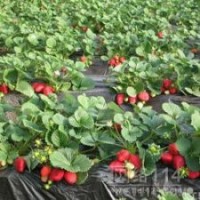 山東草莓苗 紅顏草莓苗 法蘭地草莓苗 豐香草莓苗