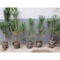 供應(yīng)黑松苗 黑松小苗 山東黑松苗