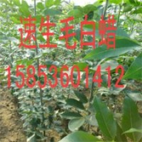 速生毛白蠟供應(yīng)