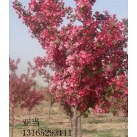 亞當海棠.絢麗海棠.彩葉海棠.西府海棠