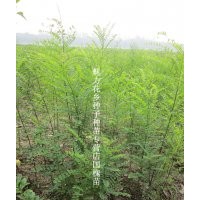 國槐樹苗國槐小苗1米以上高國槐苗批發(fā)緑化苗批發(fā)