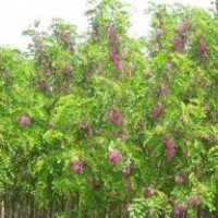 香花槐 國(guó)槐 金銀花枸杞 法桐等苗木