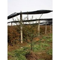 紅豆杉一年小苗大量出售