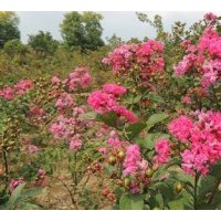 大量供應紫薇小苗