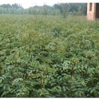 供應(yīng)大紅袍花椒苗、大紅袍花椒苗價(jià)格