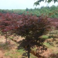 供應(yīng)紅楓、青楓、、廣玉蘭、白玉蘭、杜英