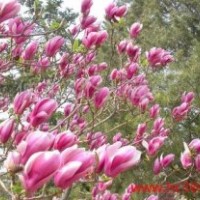 紫玉蘭銷售山東臨沂紫玉蘭價(jià)格