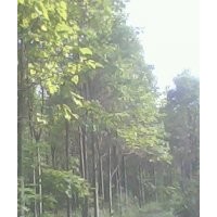 楸樹，欒樹，合歡，大葉女貞，梓樹小苗