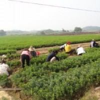 出售八角金盆、毛鵑