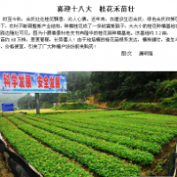 100萬株桂花苗銷售