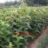 批發(fā)銷售北美海棠4種花木