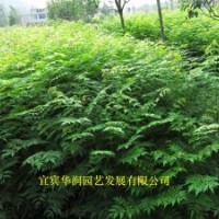 6萬欒樹苗1米—1.5米高，因征地拆遷，低價處理