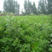 白蠟速生白蠟速生國槐小苗