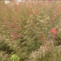 本基地10月份開始大量出售當年生櫻花.海棠.紫薇.雞爪槭.紅楓.紅