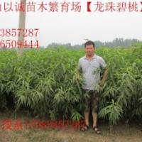 龍珠碧桃，龍珠碧桃