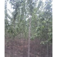 大量出售速生楊