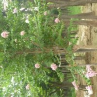 國(guó)槐 山東國(guó)槐 國(guó)槐小苗