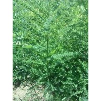 國槐小苗-大量出售，在家種植。苗高1.8米 底徑1.2-1.5cm