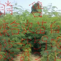 供應(yīng)小苗北欒,合歡,白蠟