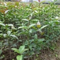 桂花樹(shù)，桂花小苗，優(yōu)質(zhì)桂花苗，歡迎洽談