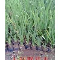 帶營養(yǎng)缽的水生鳶尾