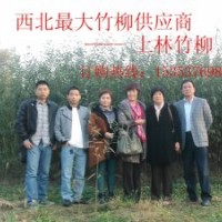 西北--竹柳供應(yīng)商首推--上林竹柳