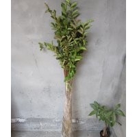 江蘇紫薇苗基地 貨到付款紫薇苗 紫薇種苗 紫薇幼苗