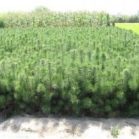 出售樟子松苗，樟子松容器苗