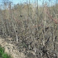 大量供油松.核桃苗.國槐苗