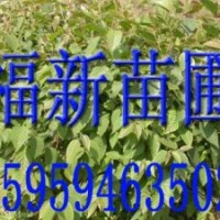 光皮樺 光皮樺種子 光皮樺苗 光皮樺樹(shù)種