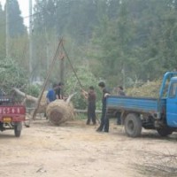 國(guó)槐價(jià)格嫁接國(guó)槐 價(jià)格裸根半冠 國(guó)槐價(jià)格