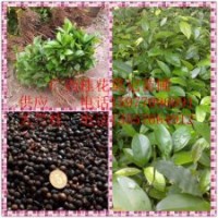 廣西天竺桂小苗