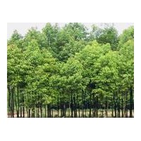 長期供應(yīng)果樹苗.綠化生態(tài)苗蘋果樹、山楂樹! 果樹苗:蘋果苗、棗樹