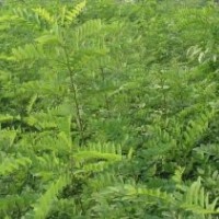 【供】椿樹(shù)苗，毛白楊，柳樹(shù)，107苗，速生國(guó)槐，白蠟等