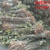 惠民苗木直銷：速生白蠟半成品，速生白蠟20-3米高，2-10公分