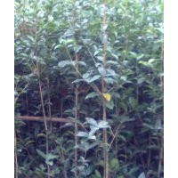 供應(yīng)桂花 銀杏 紫薇