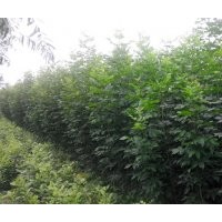 白蠟國槐刺槐垂柳臭椿竹柳