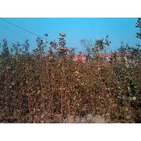 大量供應(yīng)五角楓苗，刺槐苗，白蠟苗，國(guó)槐苗，皂角苗