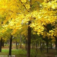 大量供應(yīng)銀杏等苗木基地