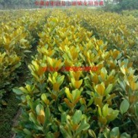 廣玉蘭小苗、紫玉蘭、紅葉李、香樟、紫薇、石楠、樸樹、大葉女貞