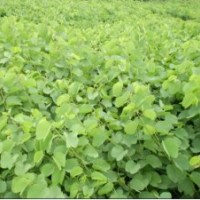 低價供應150萬一年小苗洋紫荊紅花羊蹄甲黃槐秋楓藍花楹紅花夾竹