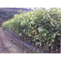 征地苗，廣東茂名沉香基地供應