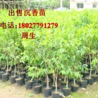 供應沉香苗，廣西沉香樹苗