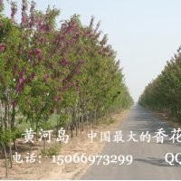 供應(yīng)大量香花槐樹苗