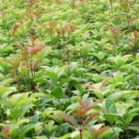 桂花秧苗-各種規(guī)格